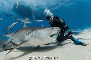 A slow day at the office. 
— Subal underwater housing, C... by Terry Steeley 